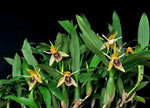Carica l&#39;immagine nel visualizzatore Galleria, Coelogyne fimbriata
