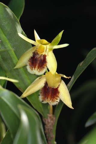 Coelogyne fimbriata