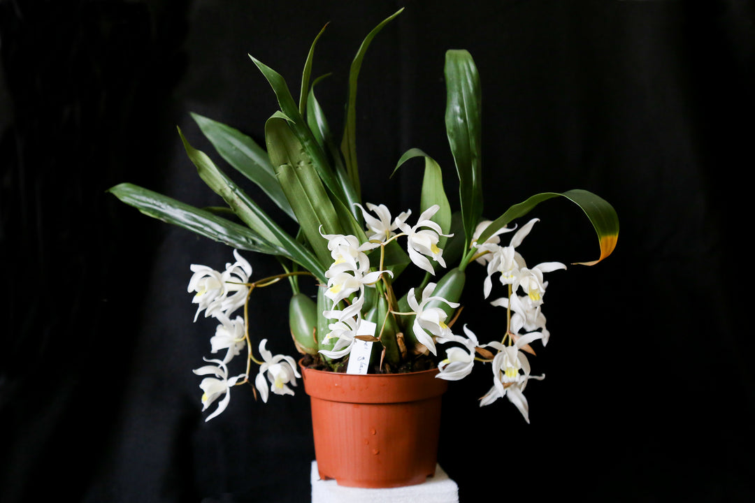 Coelogyne glandulosa