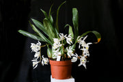 Coelogyne glandulosa