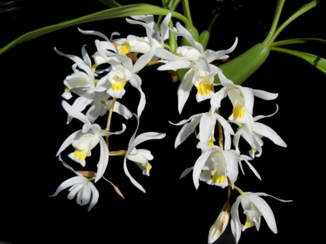Coelogyne glandulosa