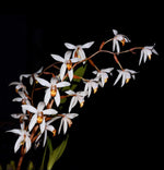 Carica l&#39;immagine nel visualizzatore Galleria, Coelogyne pachystachya

