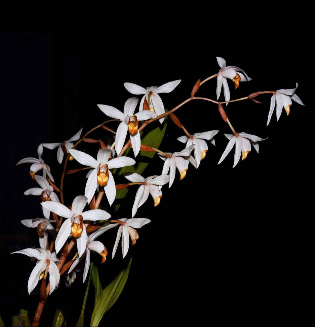 Coelogyne pachystachya