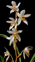 Carica l&#39;immagine nel visualizzatore Galleria, Coelogyne pachystachya

