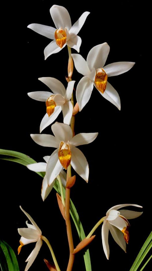 Coelogyne pachystachya