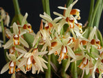 Carica l'immagine nel visualizzatore Galleria, Coelogyne trinervis