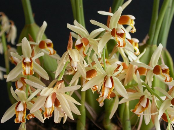 Coelogyne trinervis