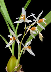 Coelogyne trinervis