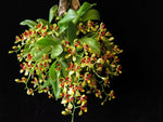 Load image into Gallery viewer, Oncidium coloratum x Baptistonia widgrenii
