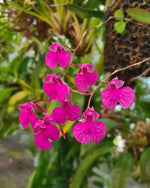 Load image into Gallery viewer, Comparettia falcata