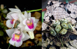 Load image into Gallery viewer, Conchidium extinctorium