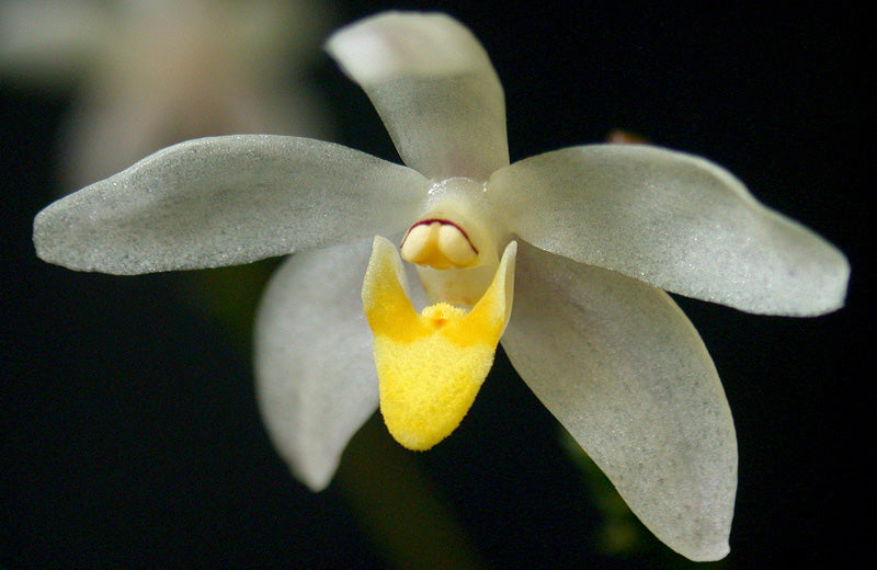 Cordiglottis filiformis