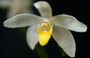Cordiglottis filiformis