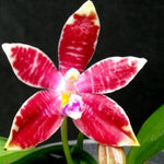 Load image into Gallery viewer, Phalaenopsis corningiana × tetraspis &#39;C1&#39;
