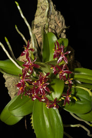 Phalaenopsis cornu-cervi var. red
