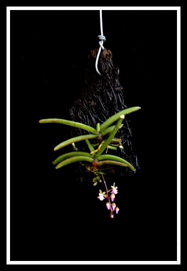 Cleisostoma crochetii