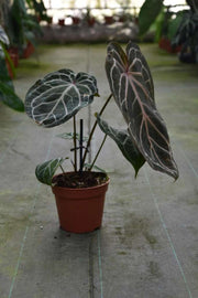 Anthurium crystallinum 'Red'