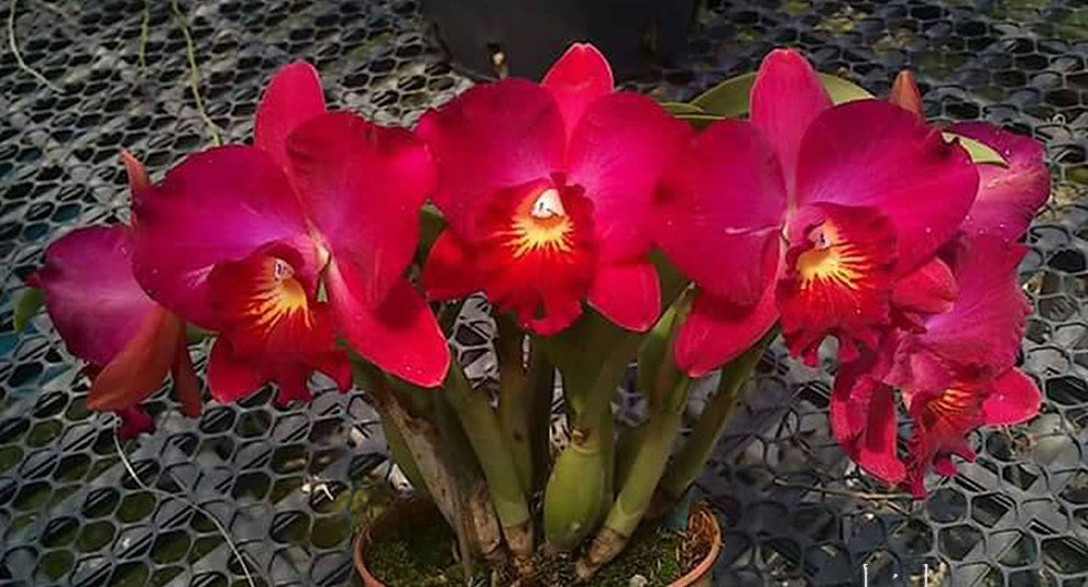 Cattlianthe Red Lantern (Ctt. Dogashima Sunset x Rlc. Shinfong Honey 'Happy New Year')