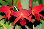Load image into Gallery viewer, Cattlianthe Jewel Box &#39;Dark Waters&#39; AM/AOS (Guarianthe aurantiaca × Cattleya Anzac)
