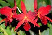 Cattlianthe Jewel Box 'Dark Waters' AM/AOS (Guarianthe aurantiaca × Cattleya Anzac)