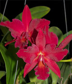 Load image into Gallery viewer, Cattlianthe Jewel Box &#39;Dark Waters&#39; AM/AOS (Guarianthe aurantiaca × Cattleya Anzac)
