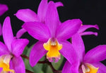 Carica l&#39;immagine nel visualizzatore Galleria, Cattlianthe Tiny Treasure (Cattlianthe Porcia x Cattleya longipes)
