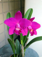 Load image into Gallery viewer, Cattleya Jewel Star &#39;Happy Firy&#39; (C. Starry Sky × C. Orpetii)
