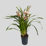 Carica l&#39;immagine nel visualizzatore Galleria, Cymbidium Enzan Knuckle &#39;Pink Puma&#39;
