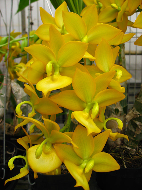 Cycnodes Taiwan Gold 'Super'