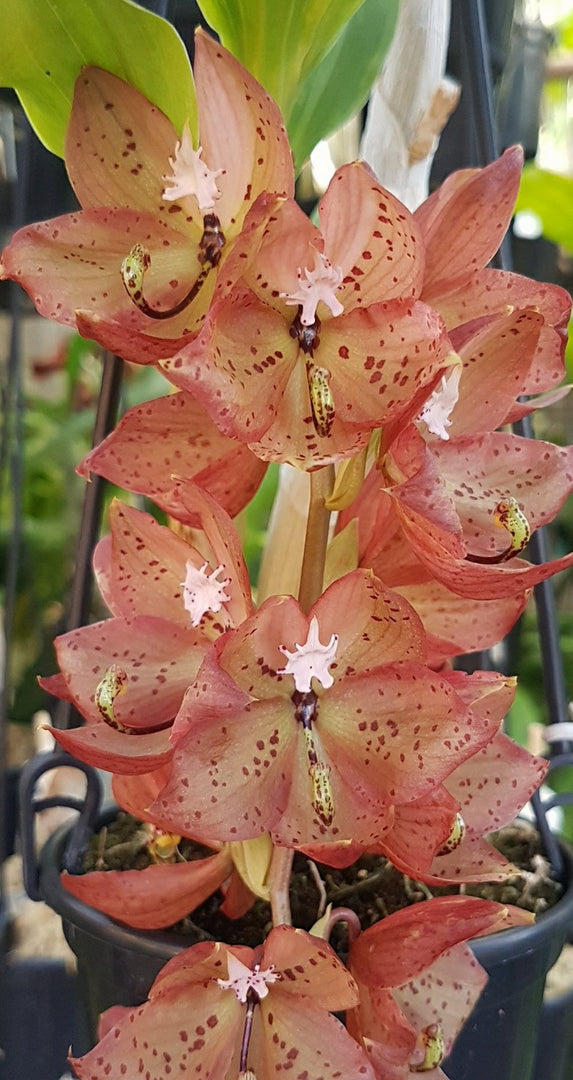 Cycnoches TLDC Purple Frilled Lizard 'Orange Coffee' (Cyc. Anne-Kathrin Berger × Cyc. barthiorum)