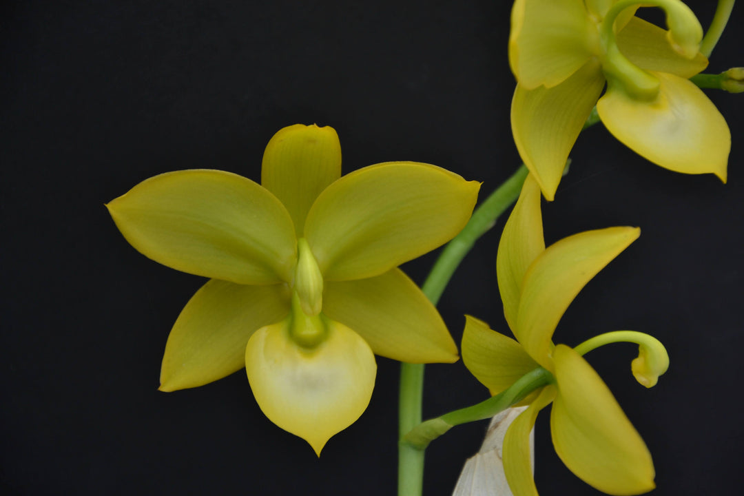 Swans Node Cycnodes Super Swan (Cycd. Taiwan Gold × Cyc. Warszewiczii) – Giulio ...