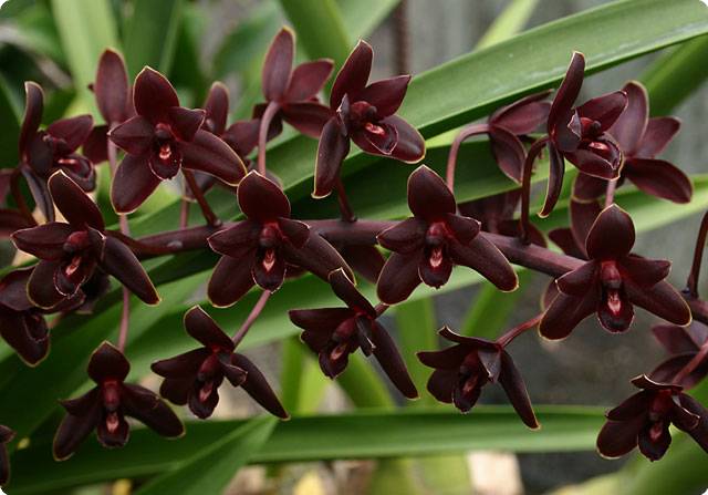 Cymbidium Little Black Sambo 'Black Magic'