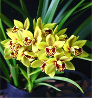 Cymbidium Eastern Wind 'Emerald' Red Lip