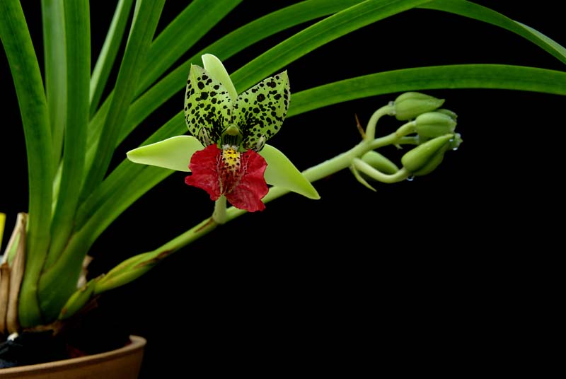 Cymbidiella rhodochilla