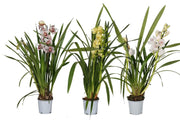 Cymbidium Mix 2 rami