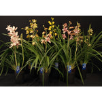 Carica l&#39;immagine nel visualizzatore Galleria, Cymbidium Mix 2 rami
