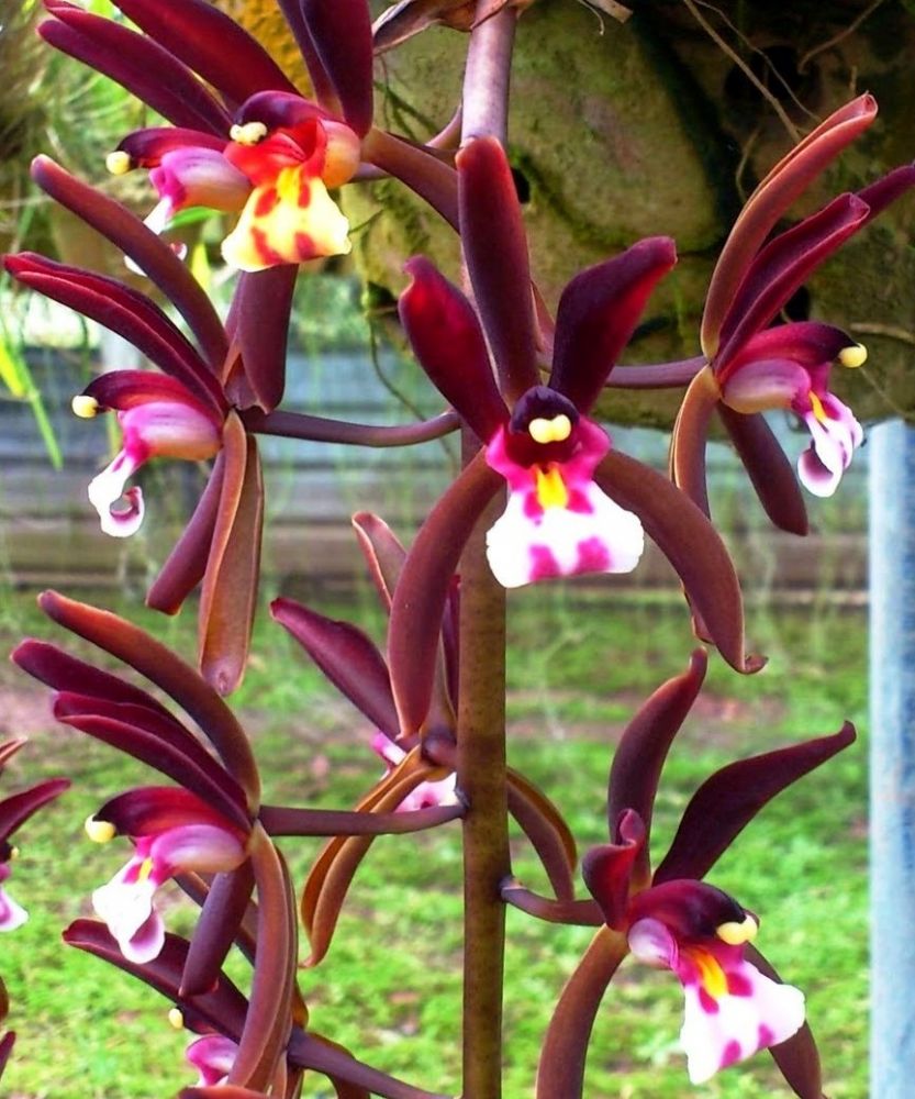 Cymbidium atropurpureum