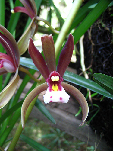 Cymbidium atropurpureum