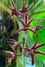 Carica l&#39;immagine nel visualizzatore Galleria, Cymbidium bicolor
