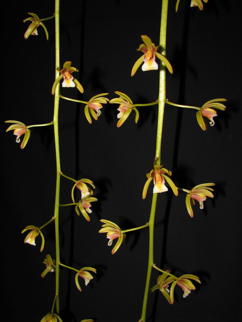 Cymbidium finlaysonianum