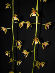 Cymbidium finlaysonianum