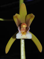 Carica l&#39;immagine nel visualizzatore Galleria, Cymbidium finlaysonianum
