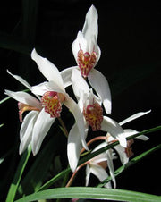 Cymbidium formosanum x erythrostylum