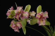 Cymbidium Green Valley Emerald 