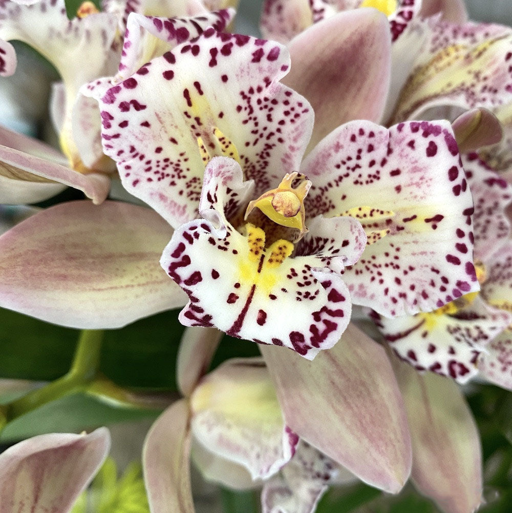 Cymbidium Italy Spot Trilip - Peloric