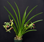 Carica l'immagine nel visualizzatore Galleria, Cymbidiella rhodochilla