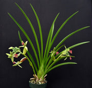 Cymbidiella rhodochilla