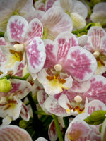 Load image into Gallery viewer, Phalaenopsis Spotty Brigitte