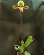 Load image into Gallery viewer, Paphiopedilum mastersianum