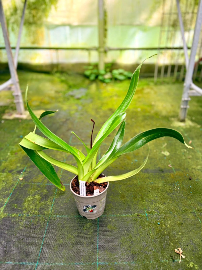 Paphiopedilum Screaming Eagle (berenice var. album 'Blushing Ghost' AM/AOS x sanderianum 'Bionic Man' AM/AOS) - Orchid Inn, Ltd.